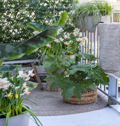 balkonterras