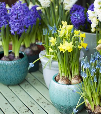 bloemetjes2