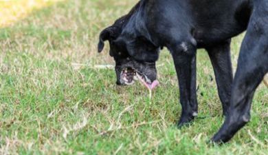 brakendehond artikel