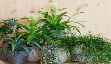 bromeliaplant artikel