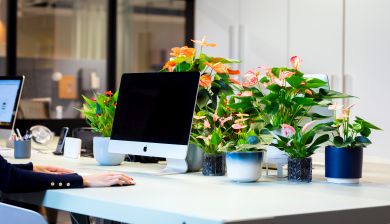 flamingoplant1