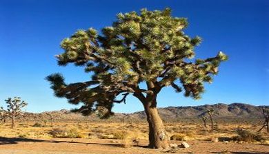 joshuatree