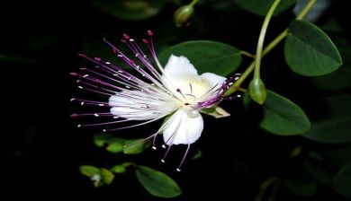 kappertje artikel