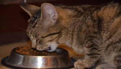 kattenvoeding artikel