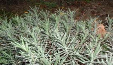 lavendel