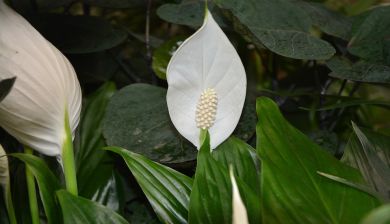 lepelplant