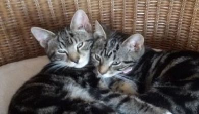 kittens artikel