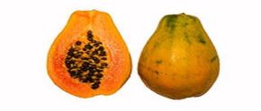 papaya1