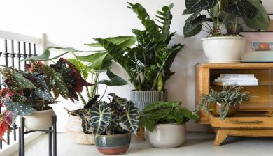 plantdesign artikel