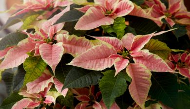 poinsettia artikel