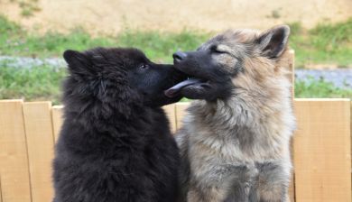 puberhond artikel