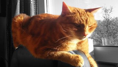 katten artikel