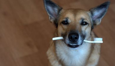 tandenhond artikel
