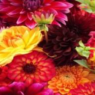 Meer kleur met chrysant