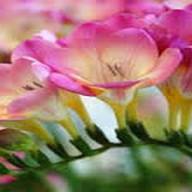 Alles over de Freesia