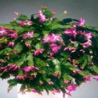 De kerstcactus Schlumbergera