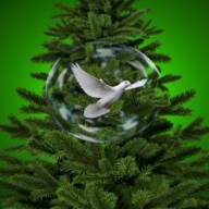 Het aanschaffen en verzorgen van een kerstboom