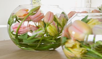 tulpen2