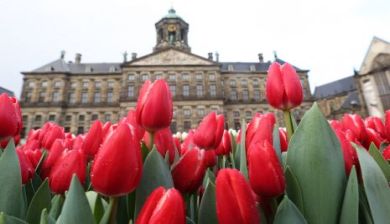 tulpenseizoen artikel