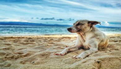 zomerhond artikel